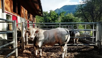Red BARn Farm Valsusa