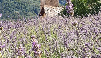 Azienda Agricola Sollier
