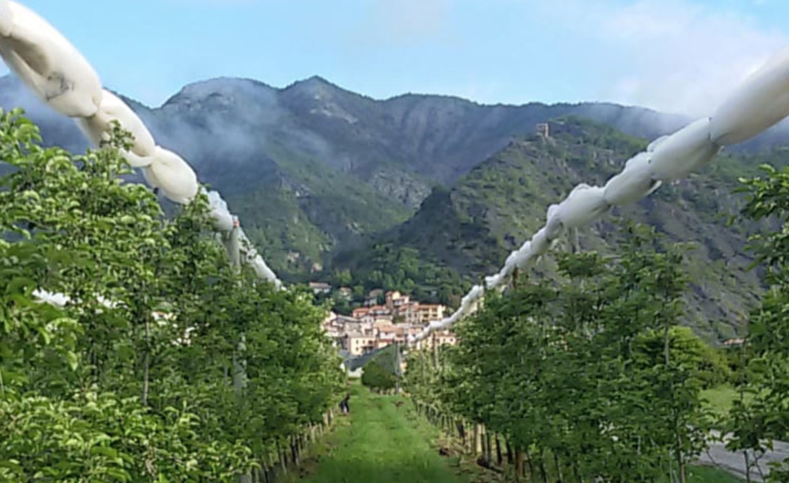 Vigne intorno a Gap