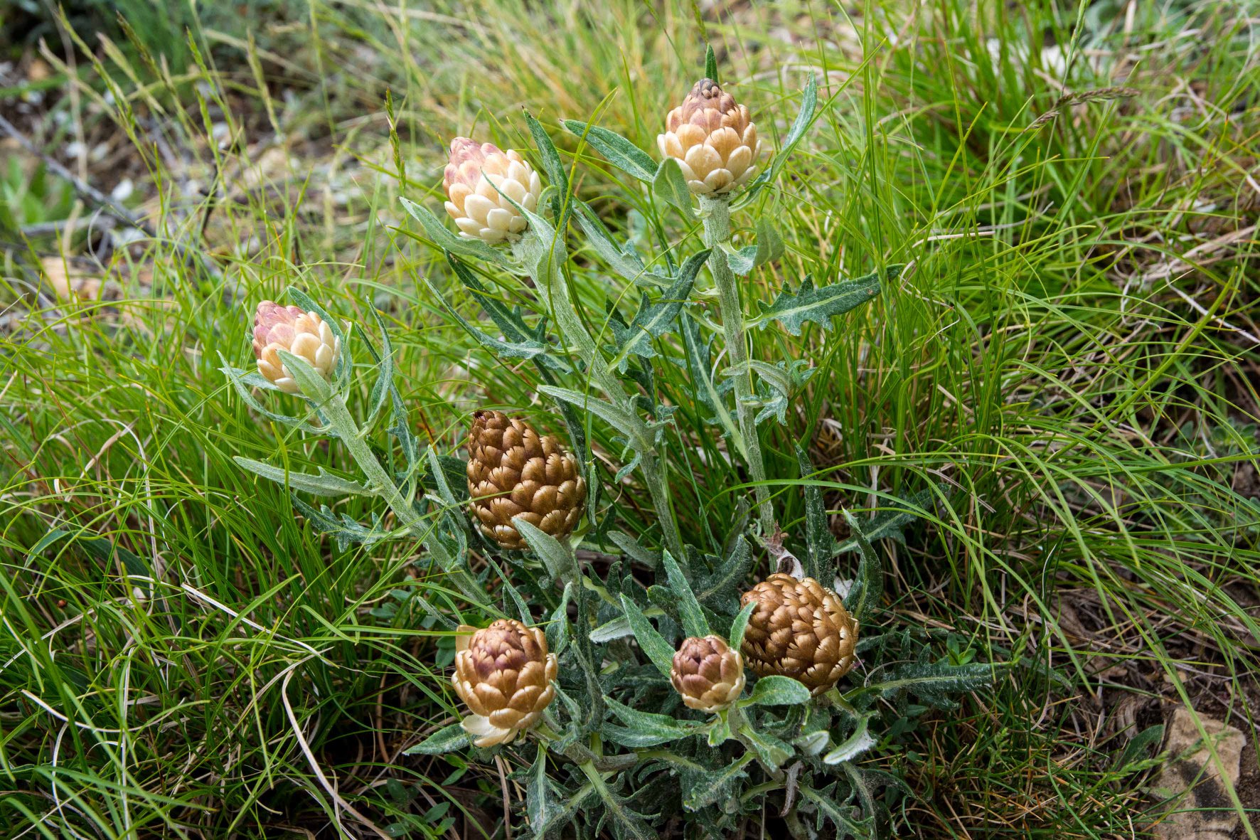 Rhaponticum coniferum (Fiordaliso ovoide)