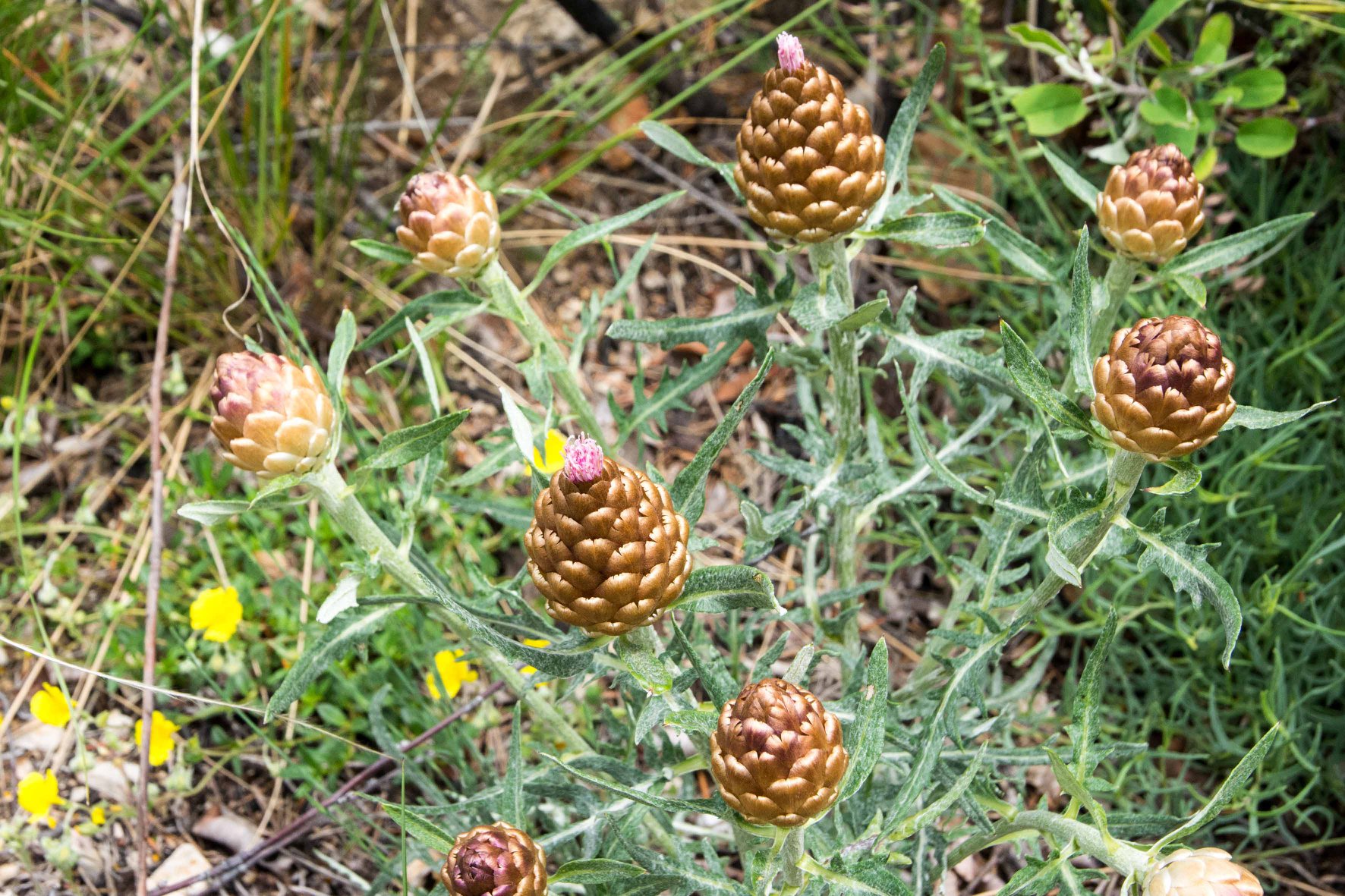 Rhaponticum coniferum (Fiordaliso ovoide)