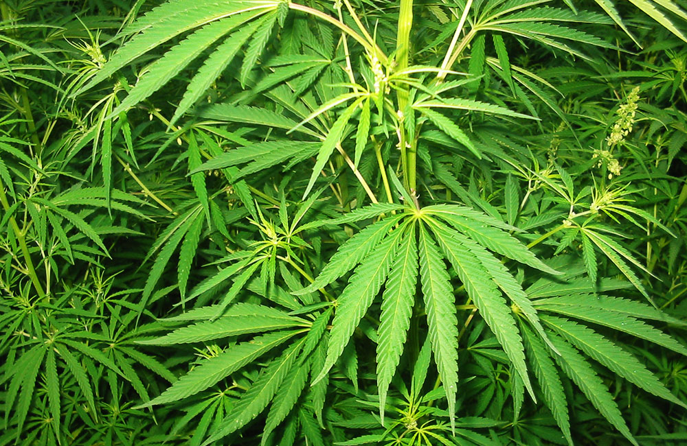 La "cannabis sativa"