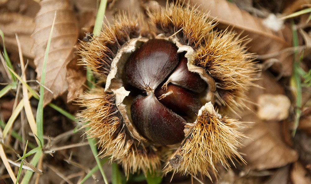 Castagne