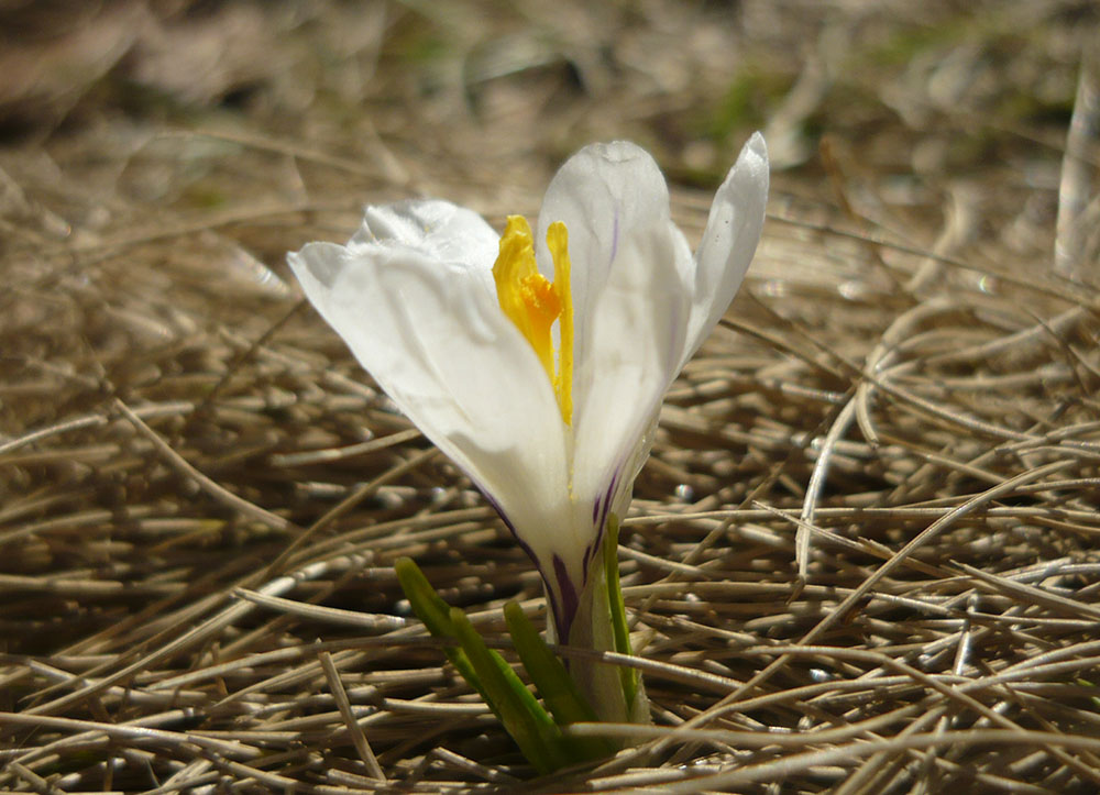 Crocus