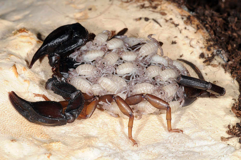 Femmina di scorpione con i piccoli sul dorso