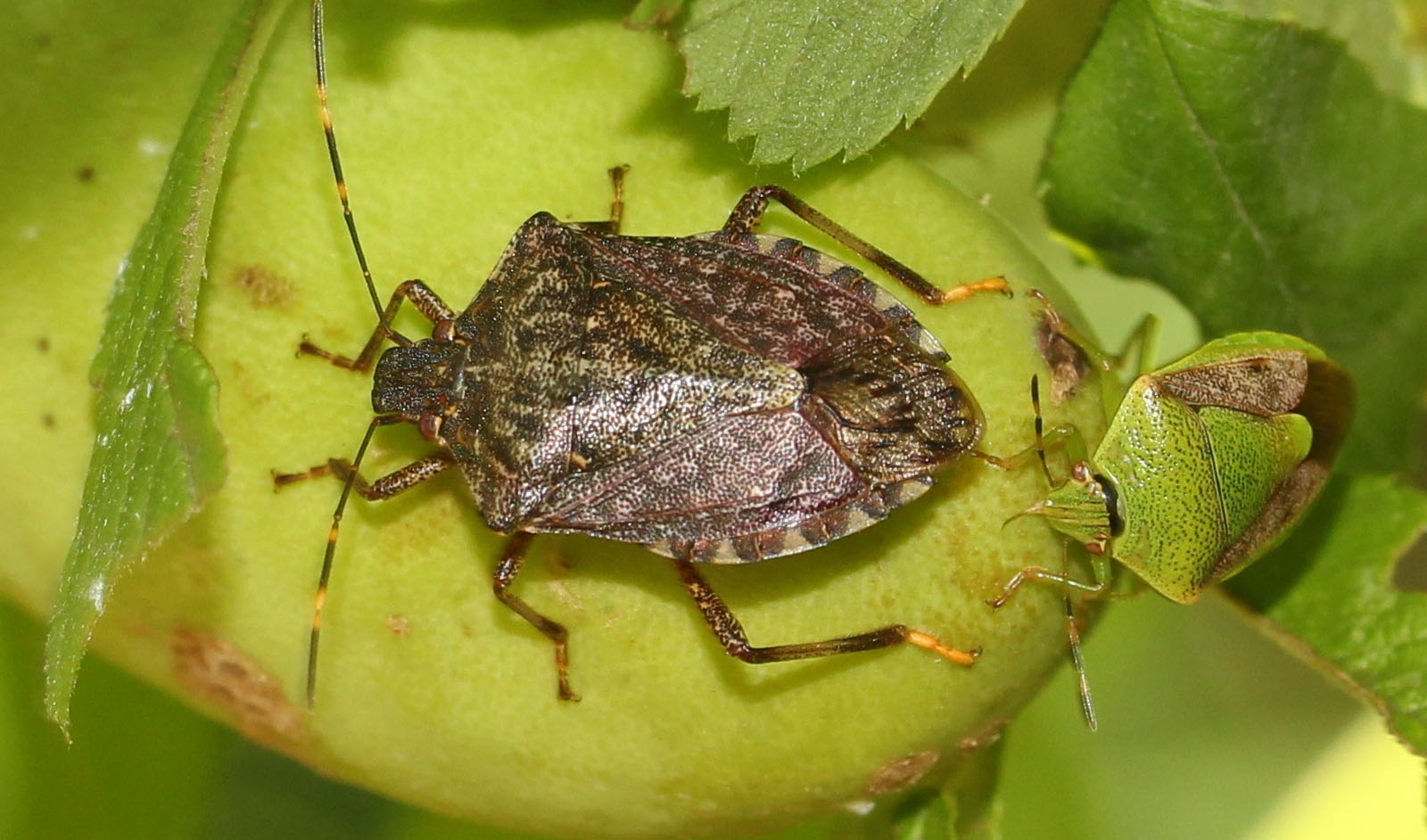 Cimice asiatica (Halyomorpha halys) e Plautia stali 