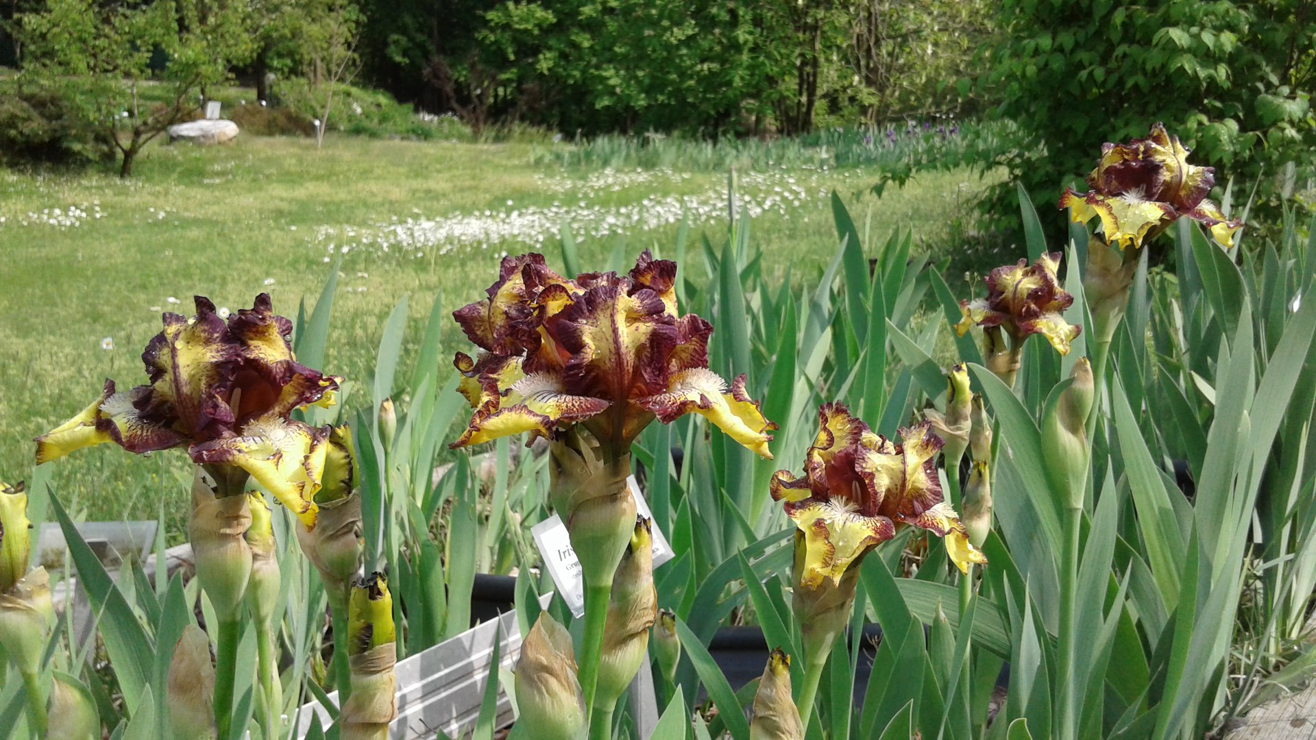 Iris al gierdino REA