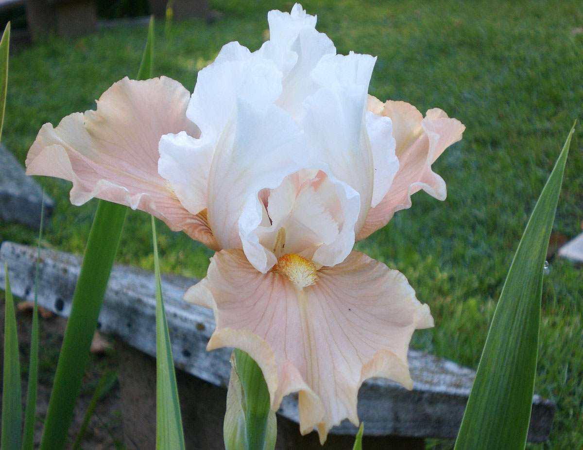 Iris "Giardino REA"