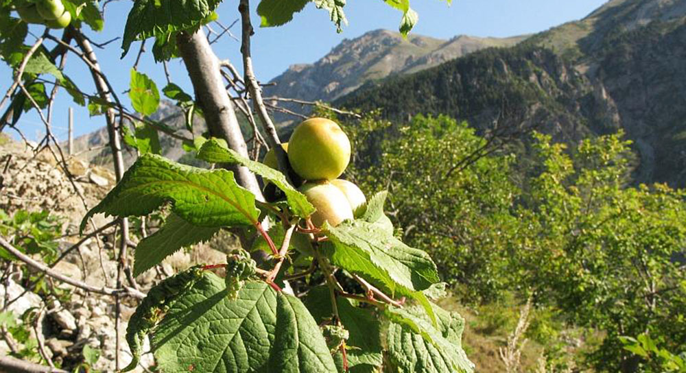 Frutti di Pruno di Briancon