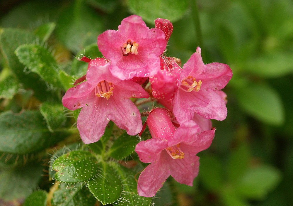 Rhododendron hirsutum