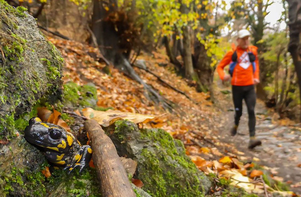 Salamandra sul percorso del Valsusa Trail