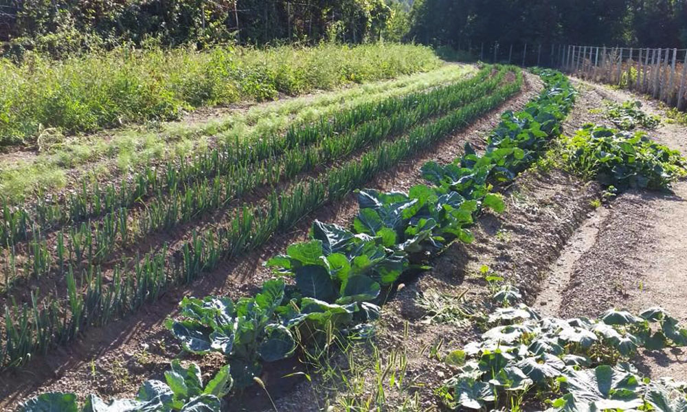 Azienda Agricola Pognant Gros