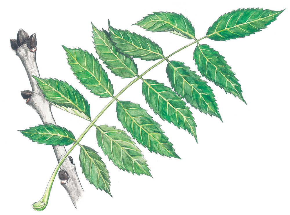 Gemme e foglie del frassino (disegno di Elio Giuliano)