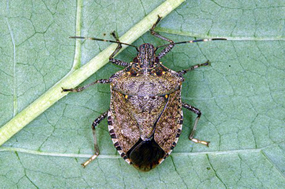 Cimice asiatica (Halyomorpha halys)