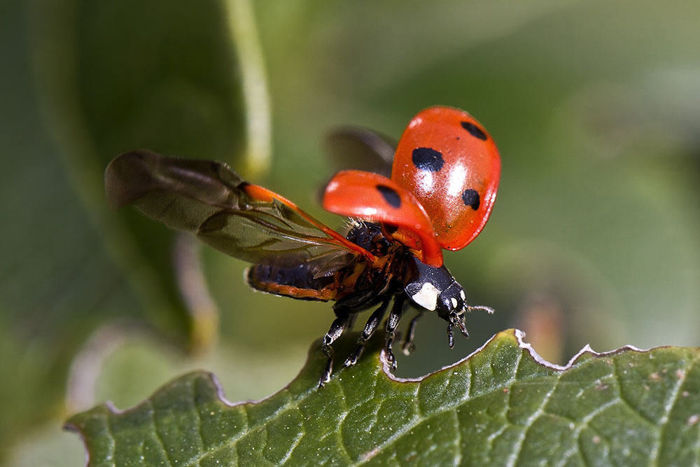 La doppie ali della coccinella (foto Elina - Pixabay)