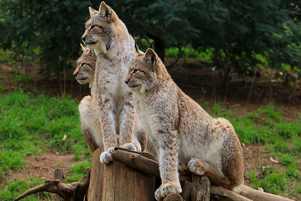 Sembra un grande gatto ma è un abile predatore: è vero che la lince è tornata nei nostri boschi?