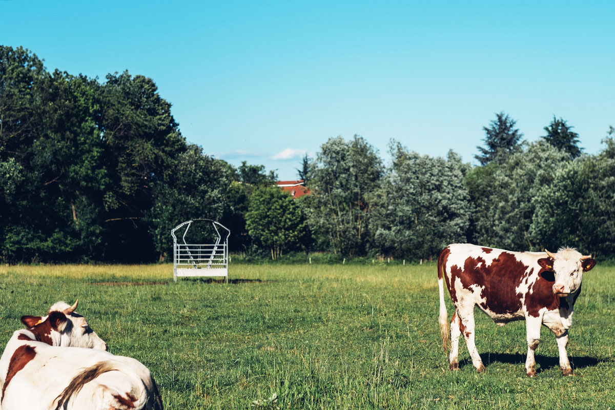 Mucche al pascolo in cascina