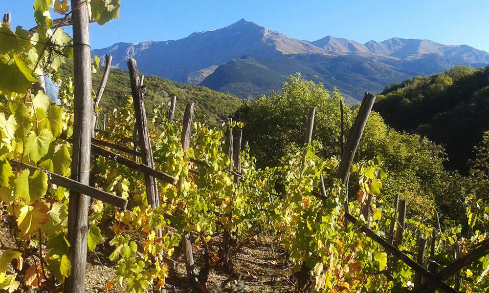 Vigne in valle di Susa